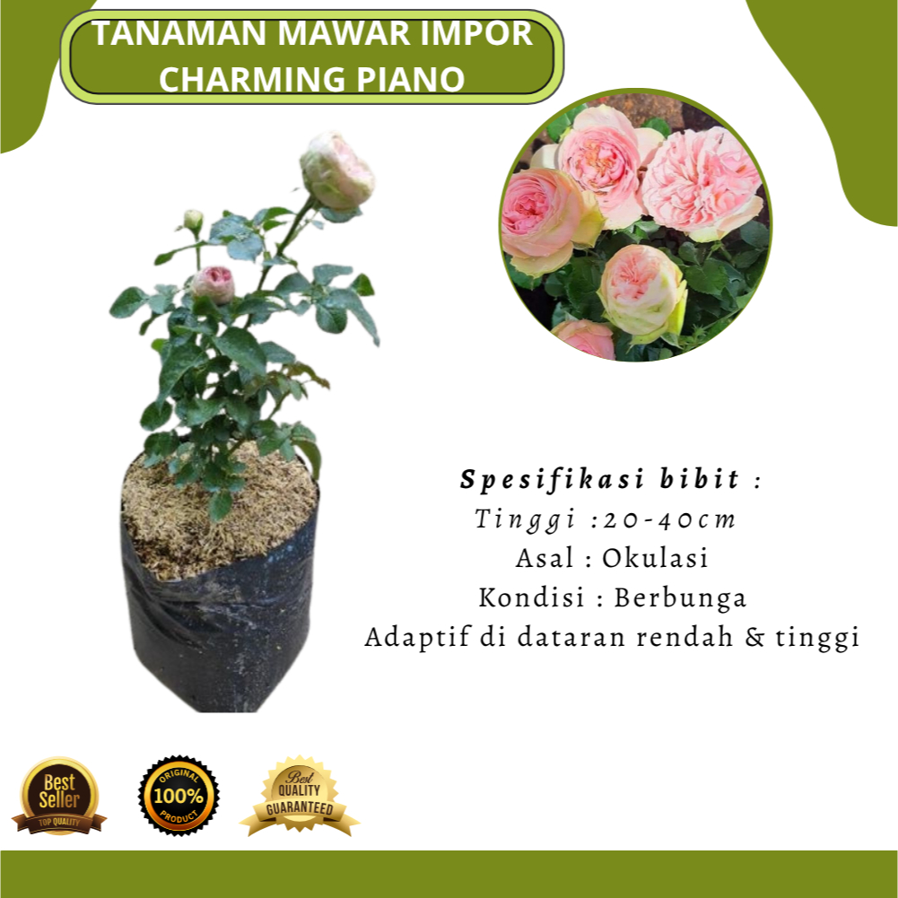 Bibit Tanaman Hias Bunga Mawar Import Charming Piano/Mawar Hidup Charming Piano Kondisi Rimbun