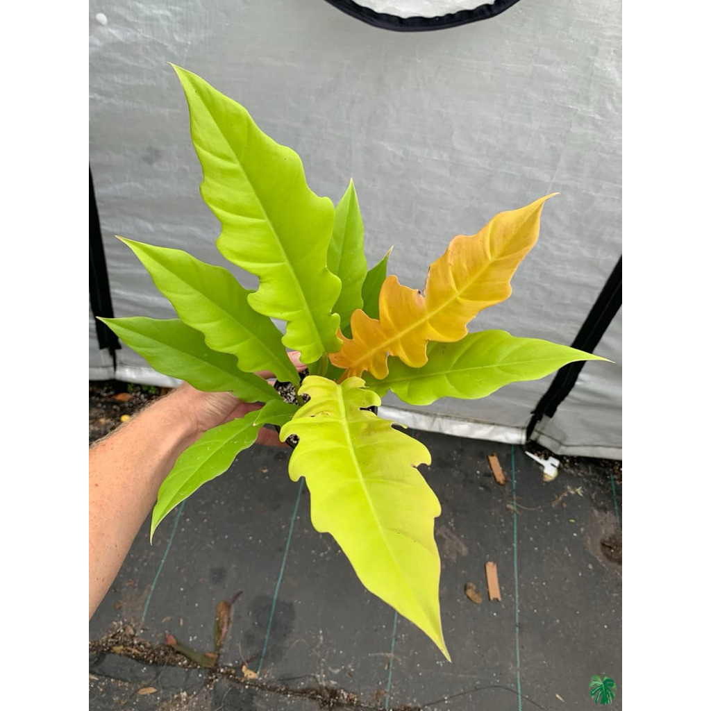 Philodendron Golden Saw / Philo Golden Shaw / Tanaman Hias Koleksi