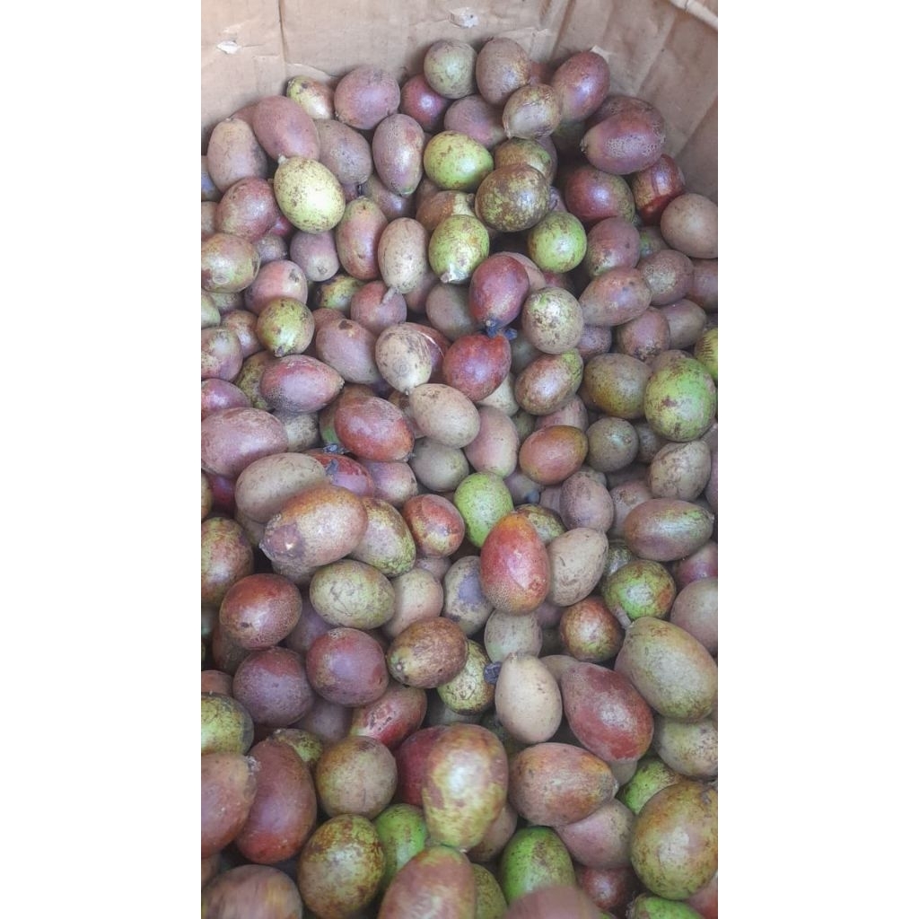 buah matoa 1 kg superan