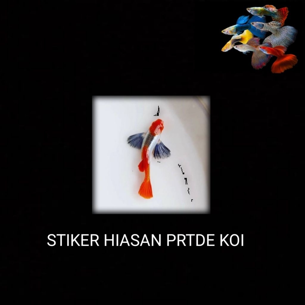STIKER PRTDE KOI