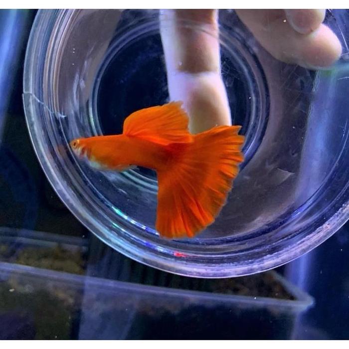 ikan hias guppy gupy merah albino red ear AFR big dorsal berkualitas remaja dan dewasa ikan aquascap