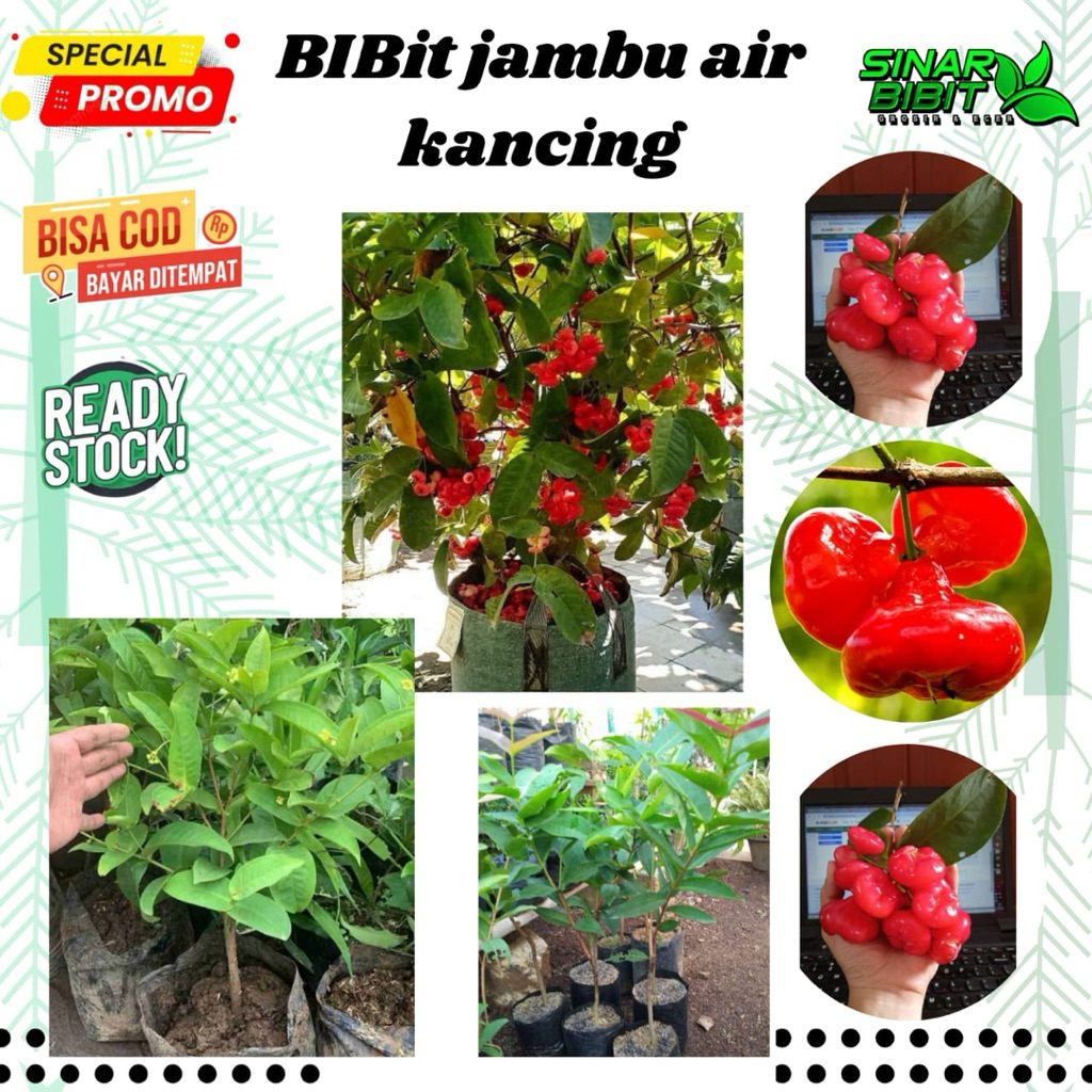 bibit jambu air kancing cocok buat tabulampot