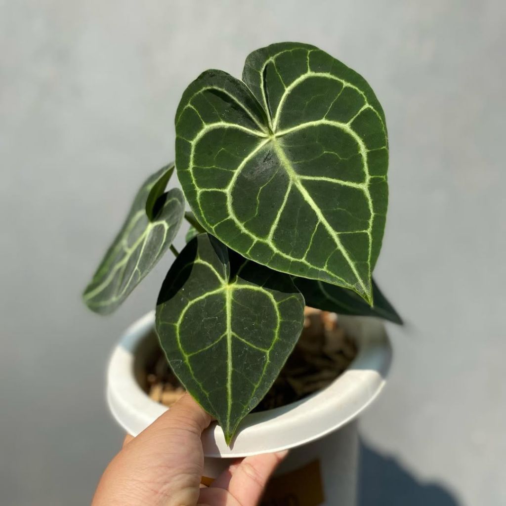 Anthurium Tarantula Dark Form | Kuping Gajah Tarantula Gelap