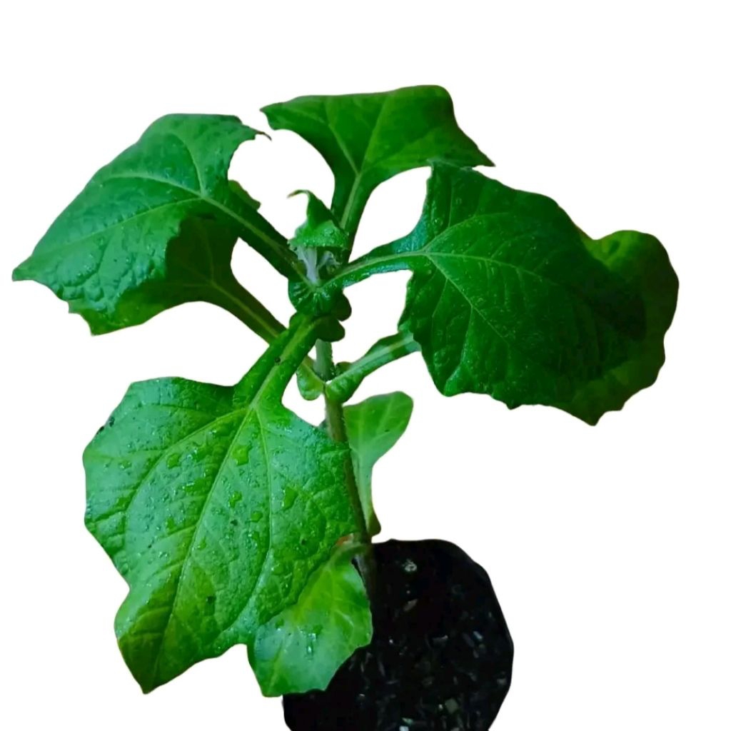 bibit ubi yacon/pohon insulin