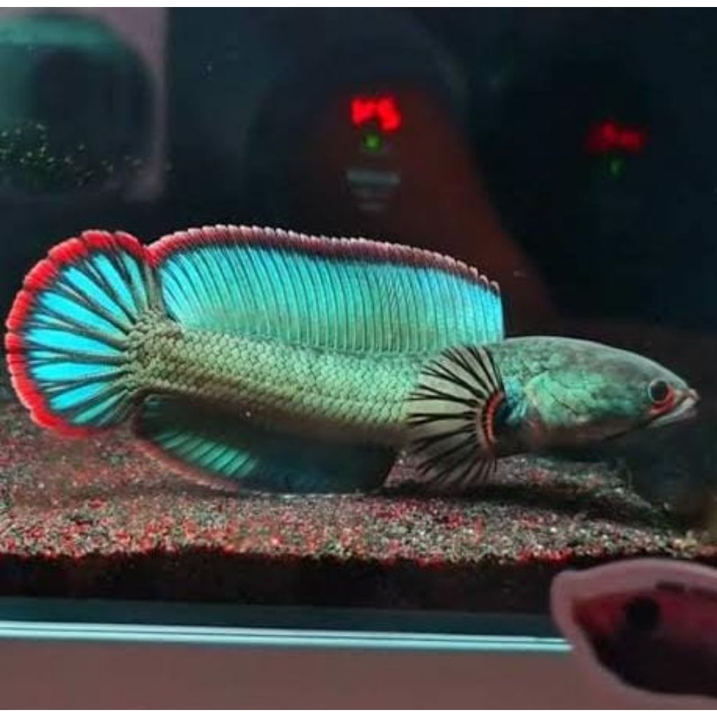 Replika channa blue bengal ( Gachua ) 5-7cm || Garansi Hidup