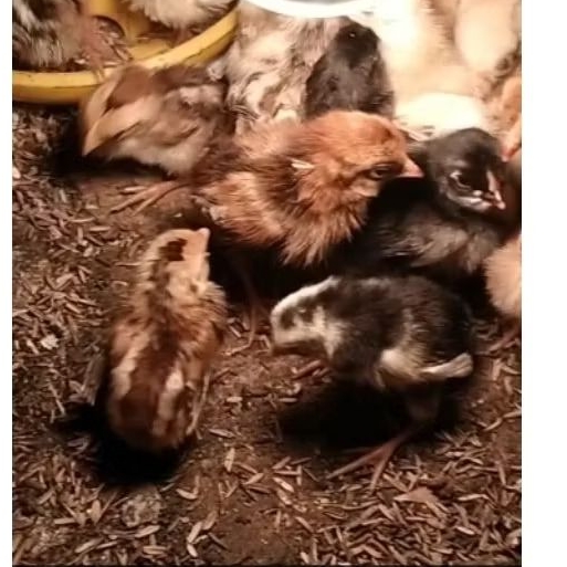 DOC KUB 2 Janaka 0-7 hari Anak ayam petelur pedaging