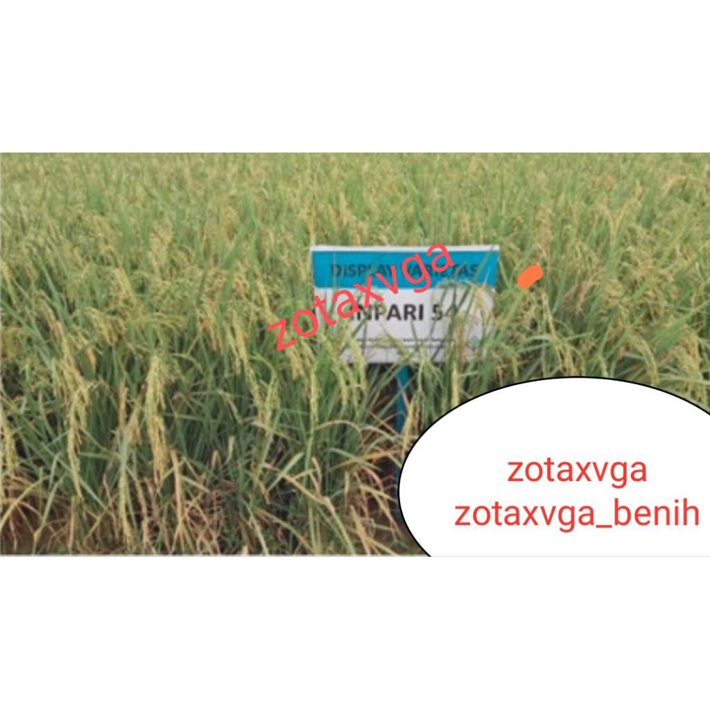 benih padi inpari 54