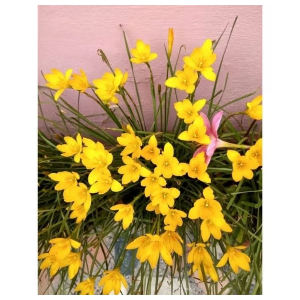 TANAMAN HIAS LILI HUJAN BUNGA KUNING - TANAMAN HIAS