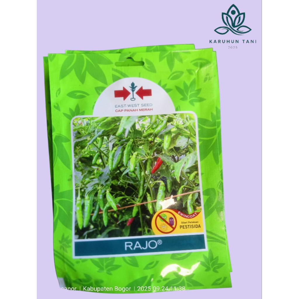 Benih Cabe rawit RAJO 350 Butir