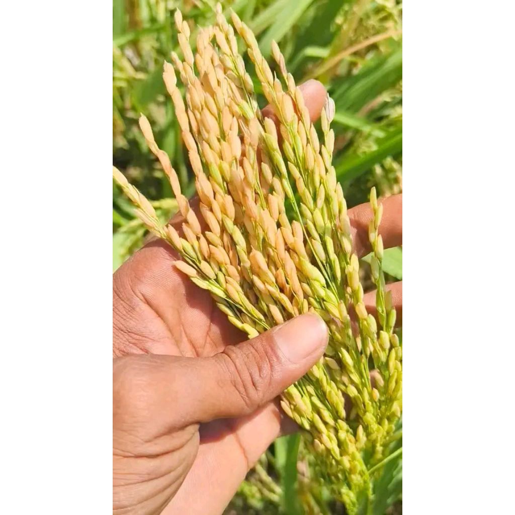 BENIH PADI CIBATU 06 ORIGINAL