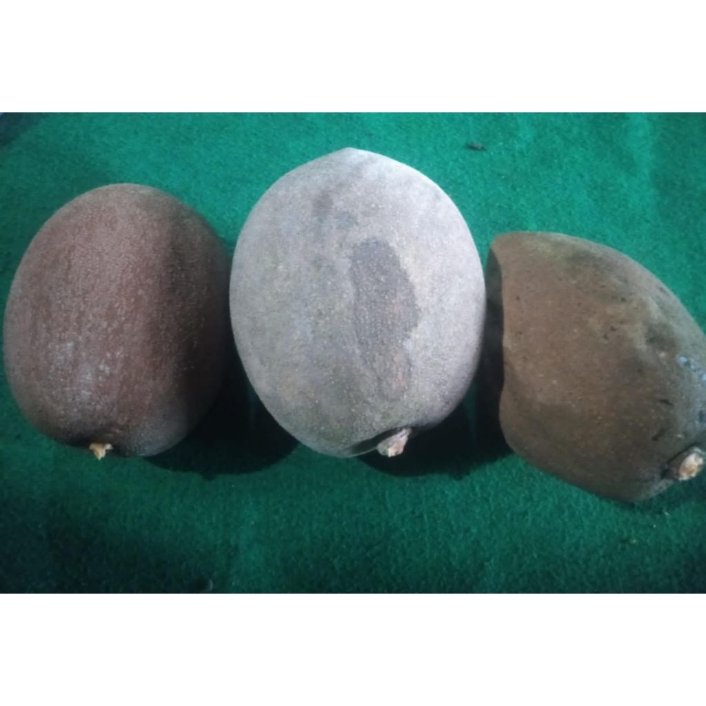 Mamey Sapote