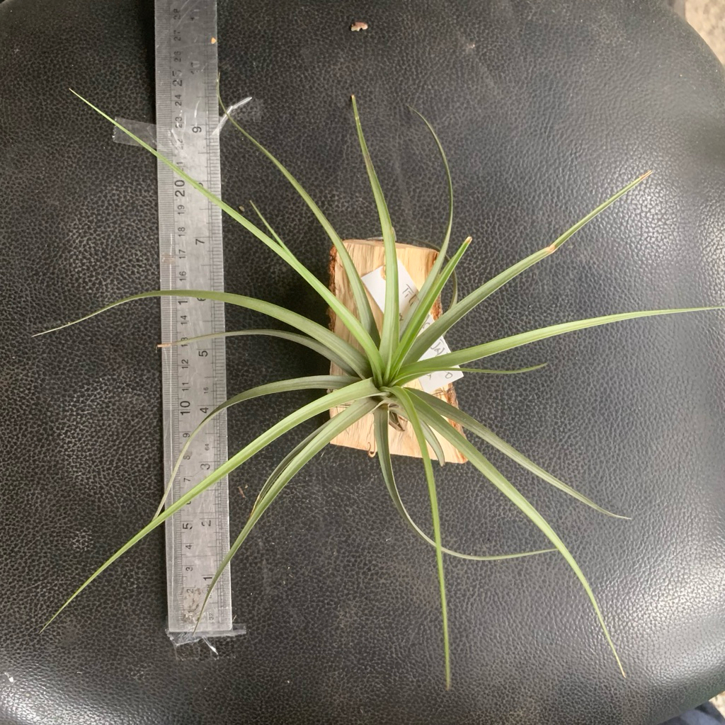 tillandsia concolor tanaman udara tilandsia