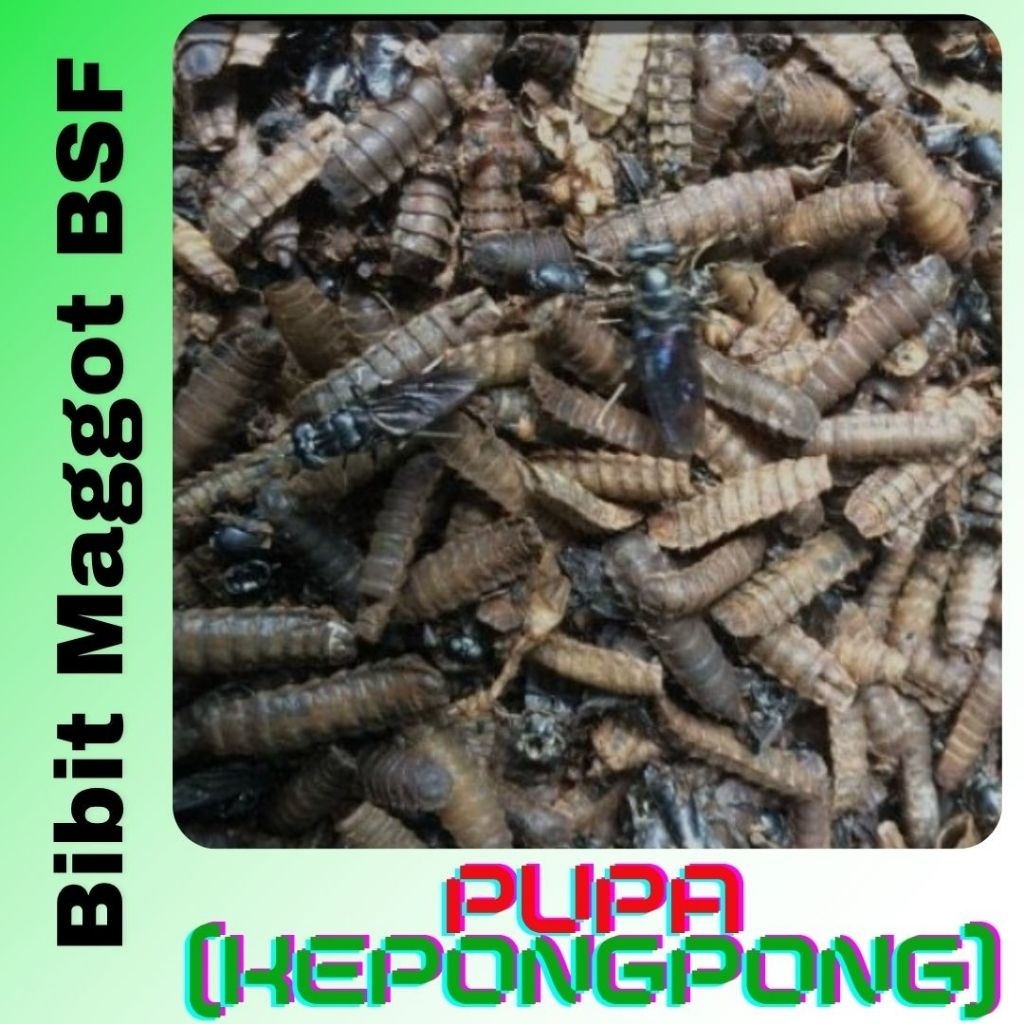 maggot Bsf Pupa| Pupa kepongpong magot lalat bsf kemasan 250gram