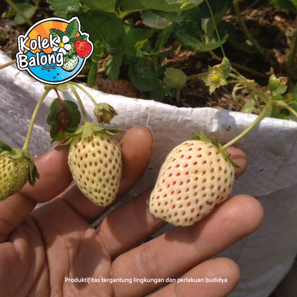 Bibit Strawberry Hatsukoi Stroberi Putih