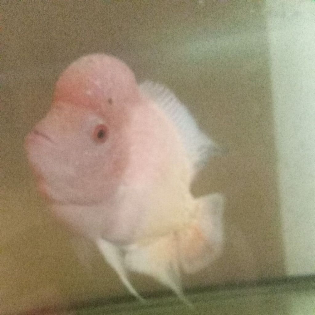 louhan golden base cencu jumbo