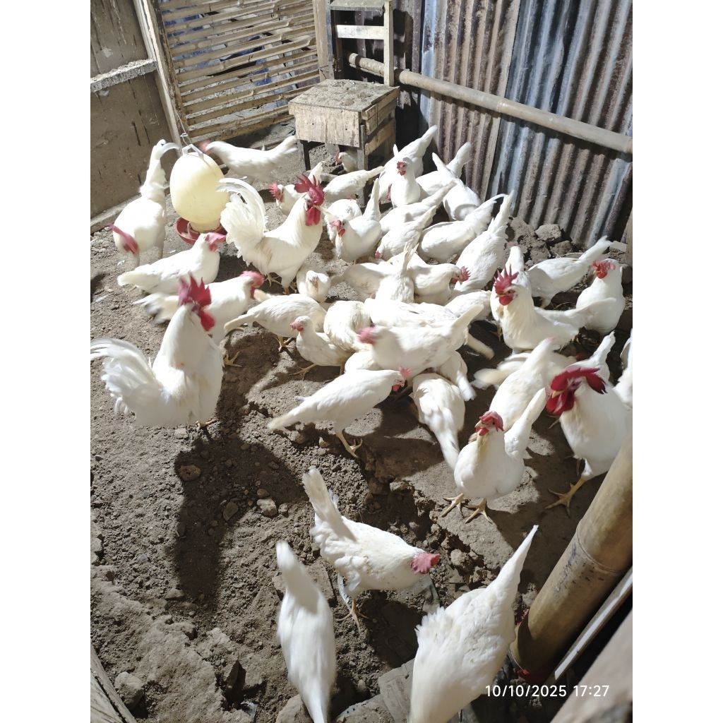 PAKET AYAM WL WHITE LEGHORN