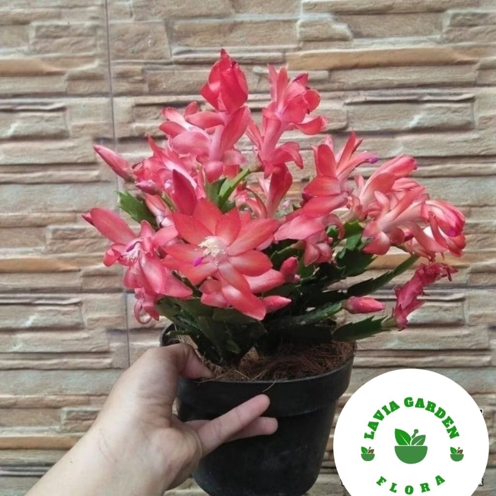 Tanaman hias wijaya kusuma kepiting - Wijaya kusuma kepiting