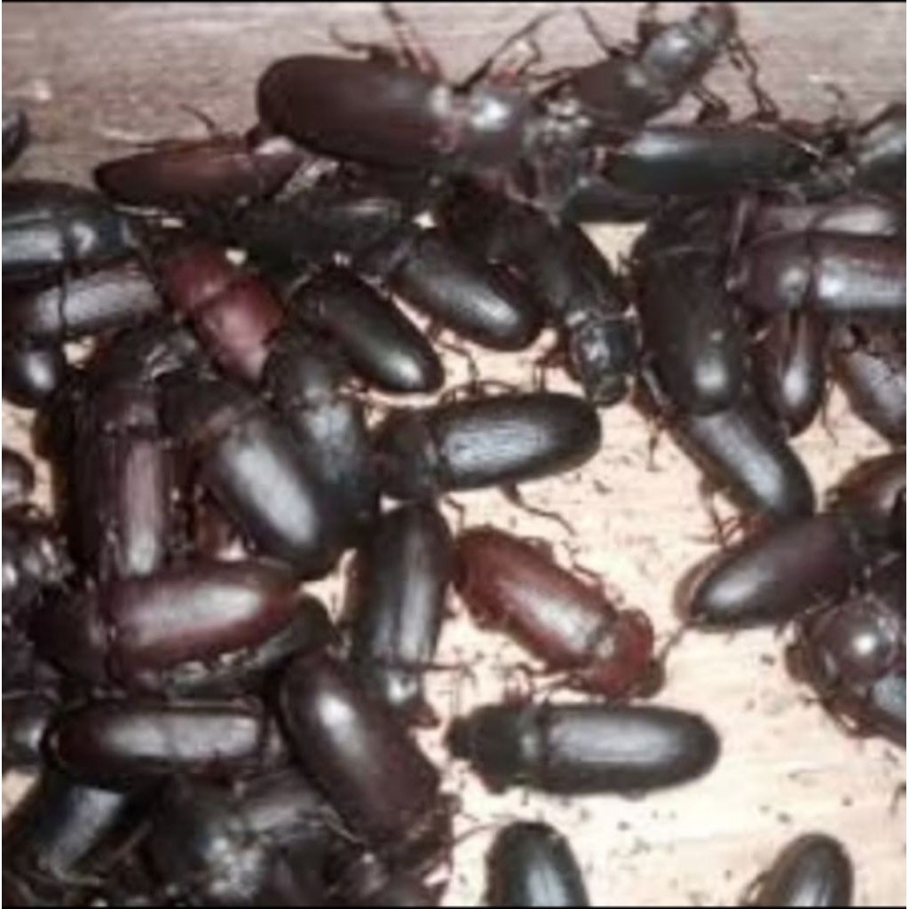 1gelas kepik ulat Hongkong,indukan ulat Hongkong siap peroduksi