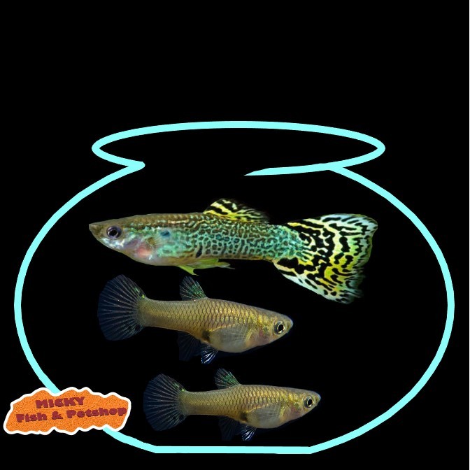 TRIO Green Cobra 1 Jantan 2 Betina Guppy Grade