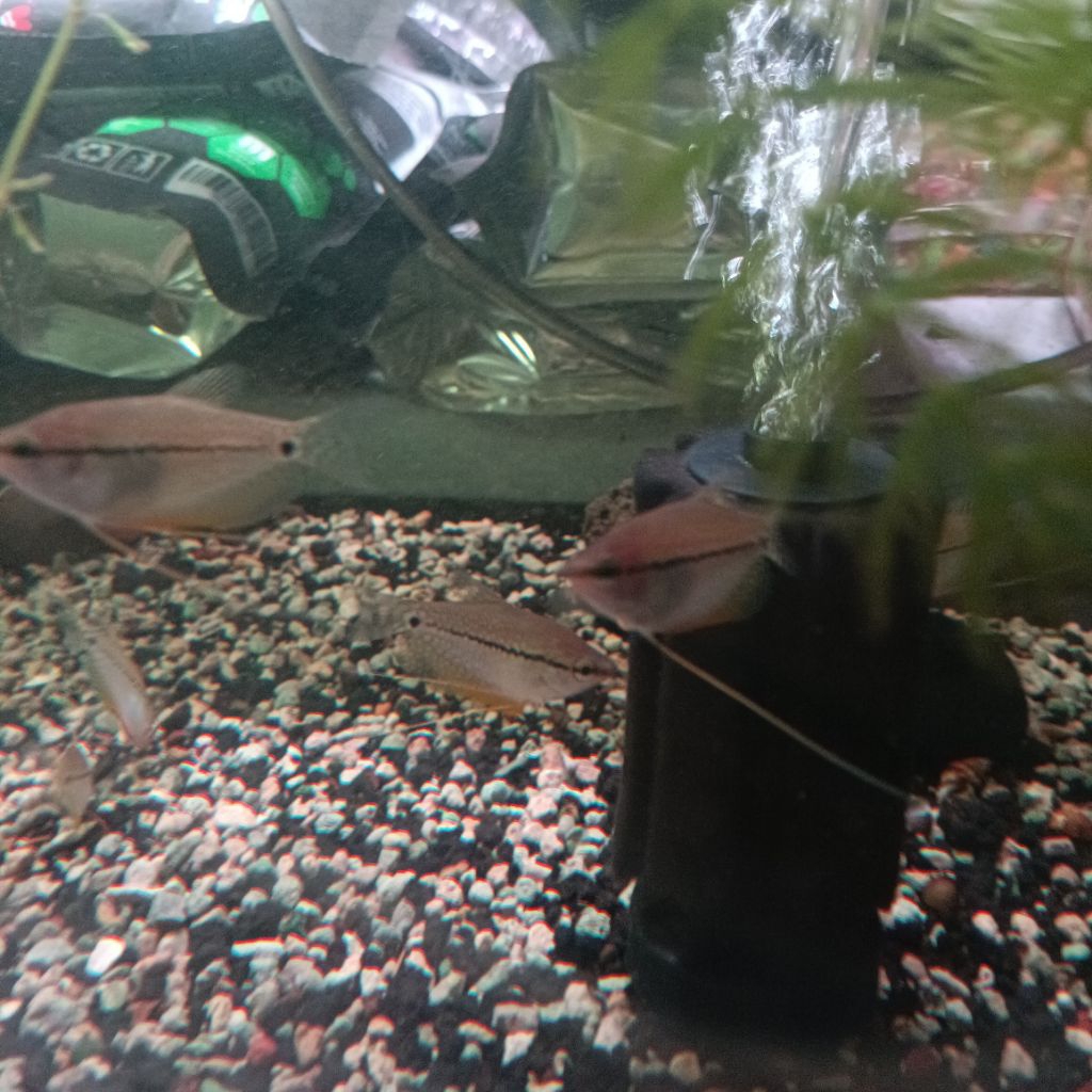 Hiasan Aquarium Ikan Sepat Mutiara