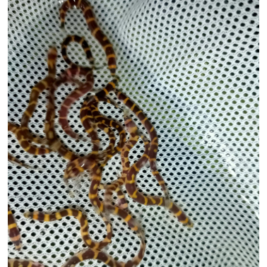 Ornamental Air Tawar / Kuhli loach