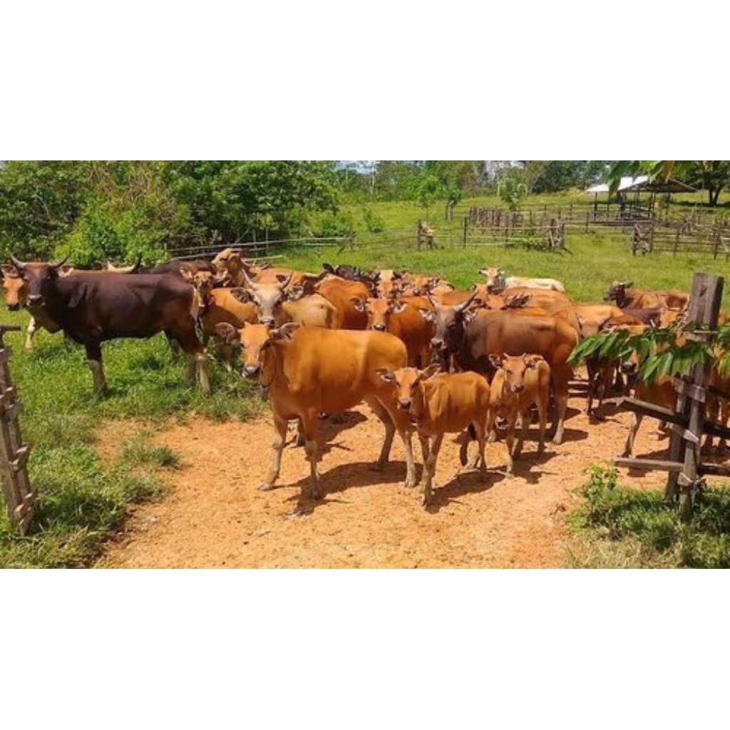 Sapi Bali Murah Untuk Kurban