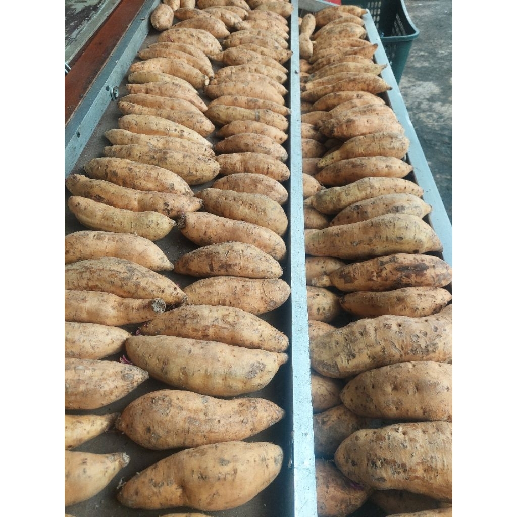 Ubi Cilembu Madu Asli Sumedang – Manis Alami & Lembut – Mentah per 1 kg