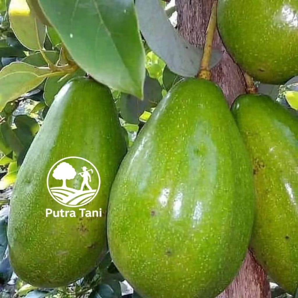 Bibit Alpukat Aligator Cepat Berbuah Dalam Pot Bisa