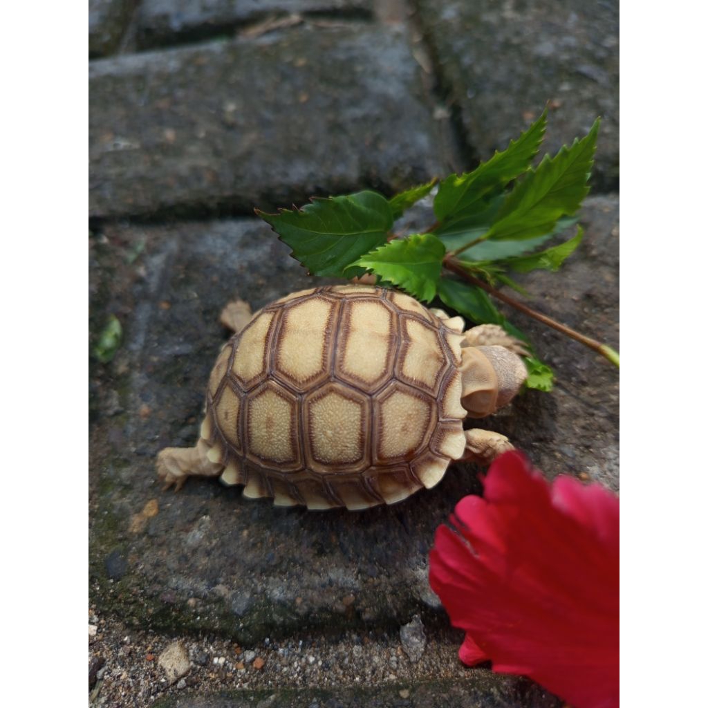 Daun Kembang Sepatu Pakan (*Bonus Sulcata 5,5cm-6cm