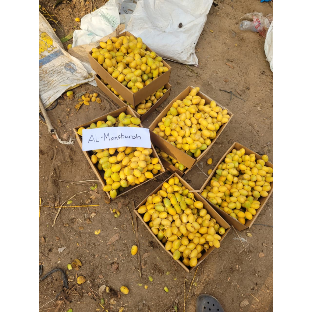 KURMA MUDA KURMAMUDA PROMIL | Kurma Muda | kurma muda | kurmamuda | kurma muda promil