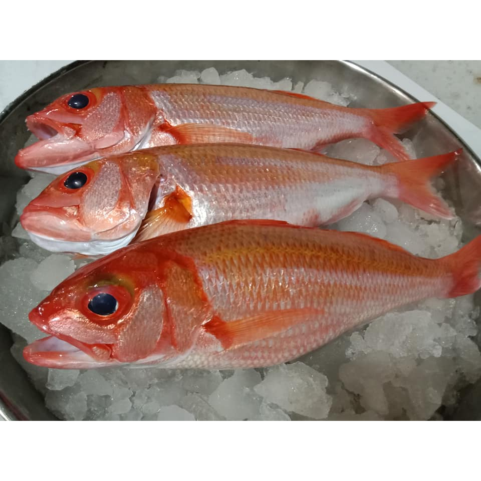 Ikan Kurisi Bali Ikan Kurisi Segar Seafood Ikan Segar Ikan Laut