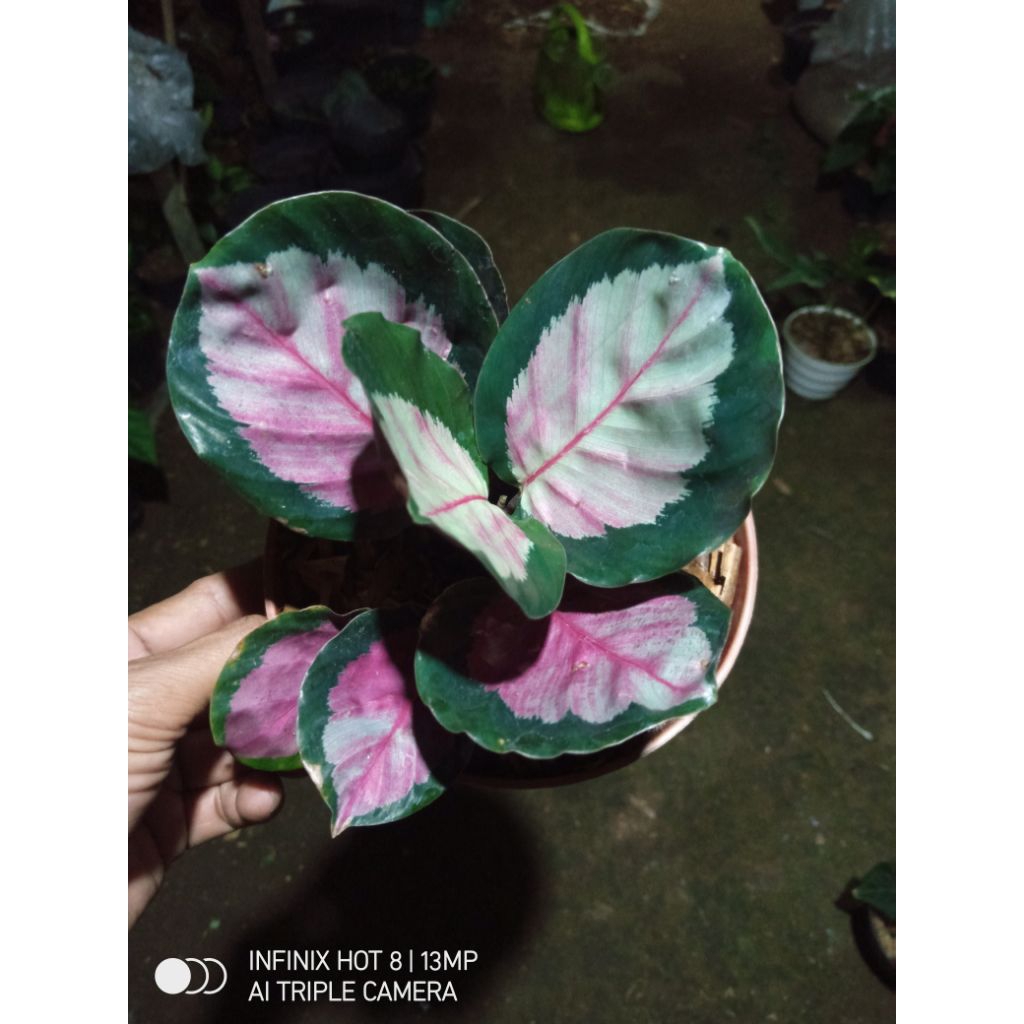 tanaman hias calathea pink rossy