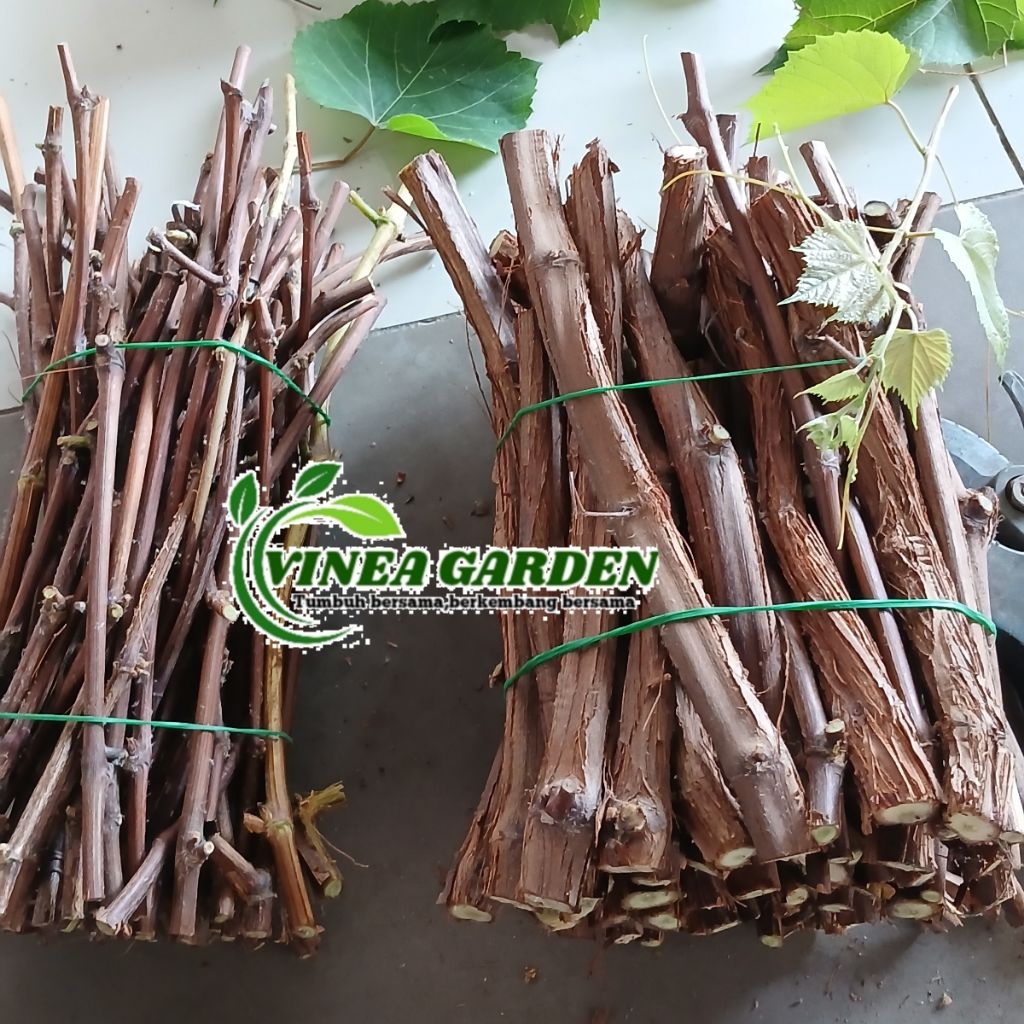 CUTTING IAC 572  - 1 KG - AMBIL 5KG promo potongan harga