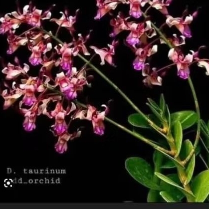 Anggrek Dendrobium Kriting Spik,Knop,Berbunga Premium