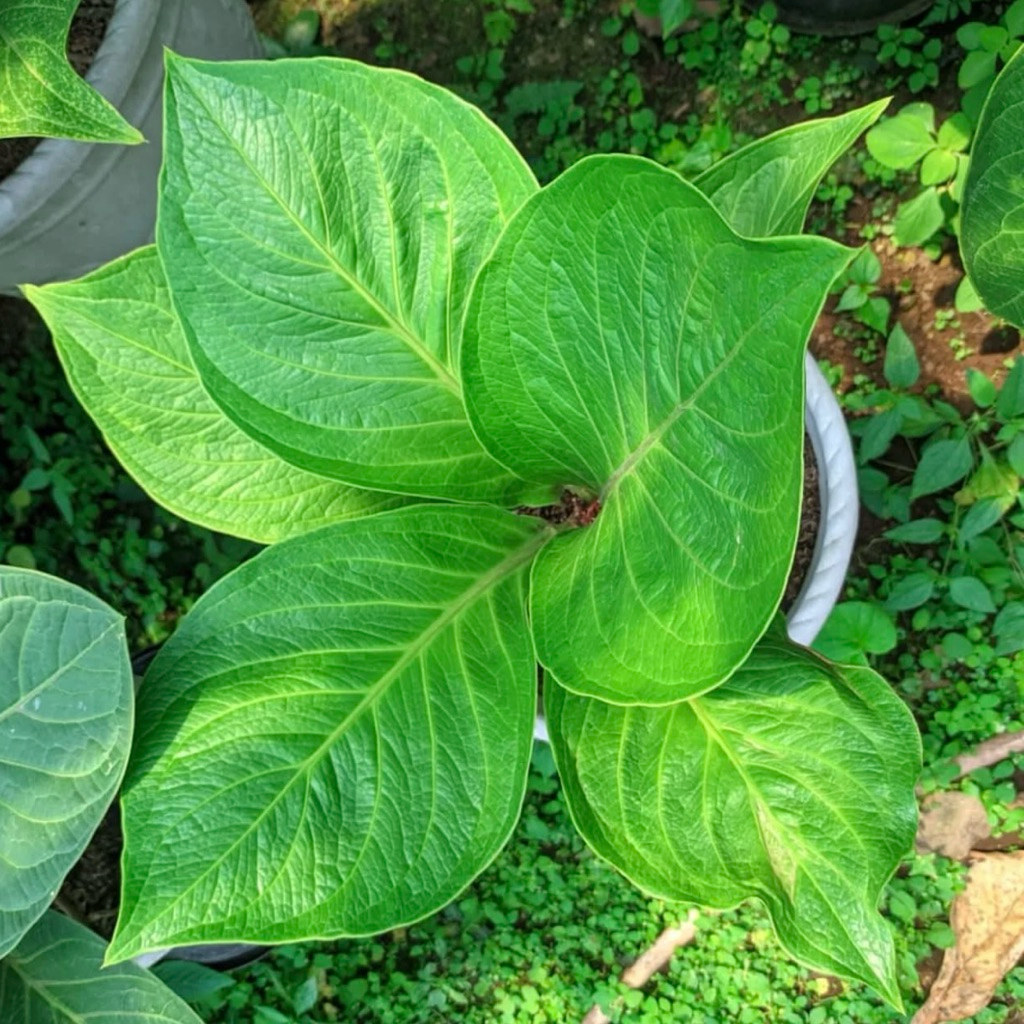 Tanaman hias anthurium jemani cobra batik ukuran dewasa - Anthurium cobra batik