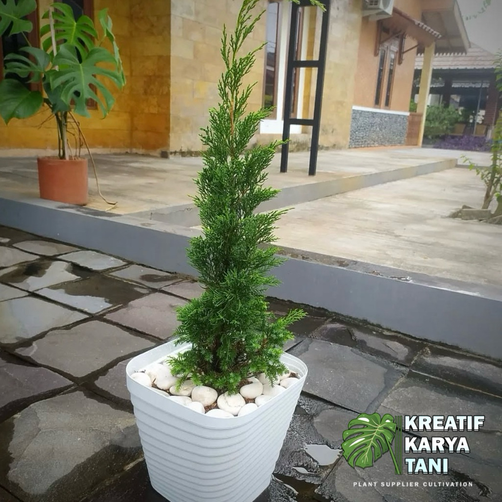 Tanaman hias cemara lilin tinggi 40/50cm cemara lilin