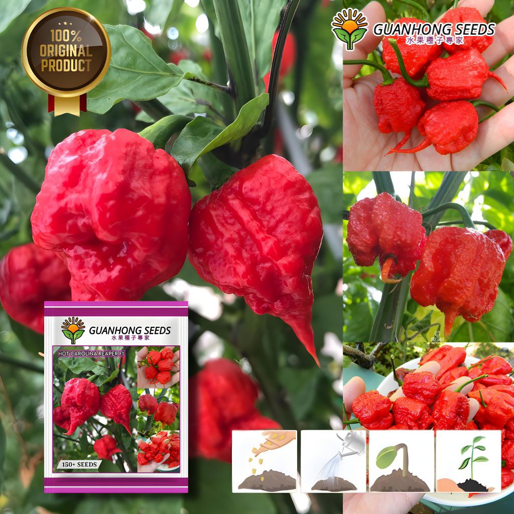 1 Pack (150 Butir) Benih Cabai Carolina Reaper Terpedas Original Import / benih cabai / biji cabe