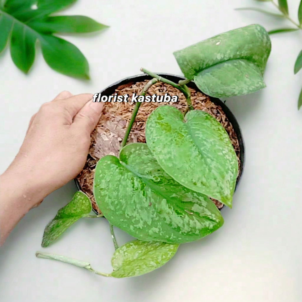Tanaman scindapsus Argyraeus Tanaman Gantung Daun Silver