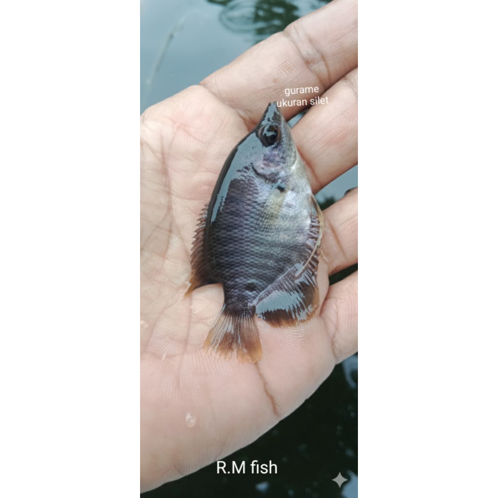 bibit gurame soang ukuran silet