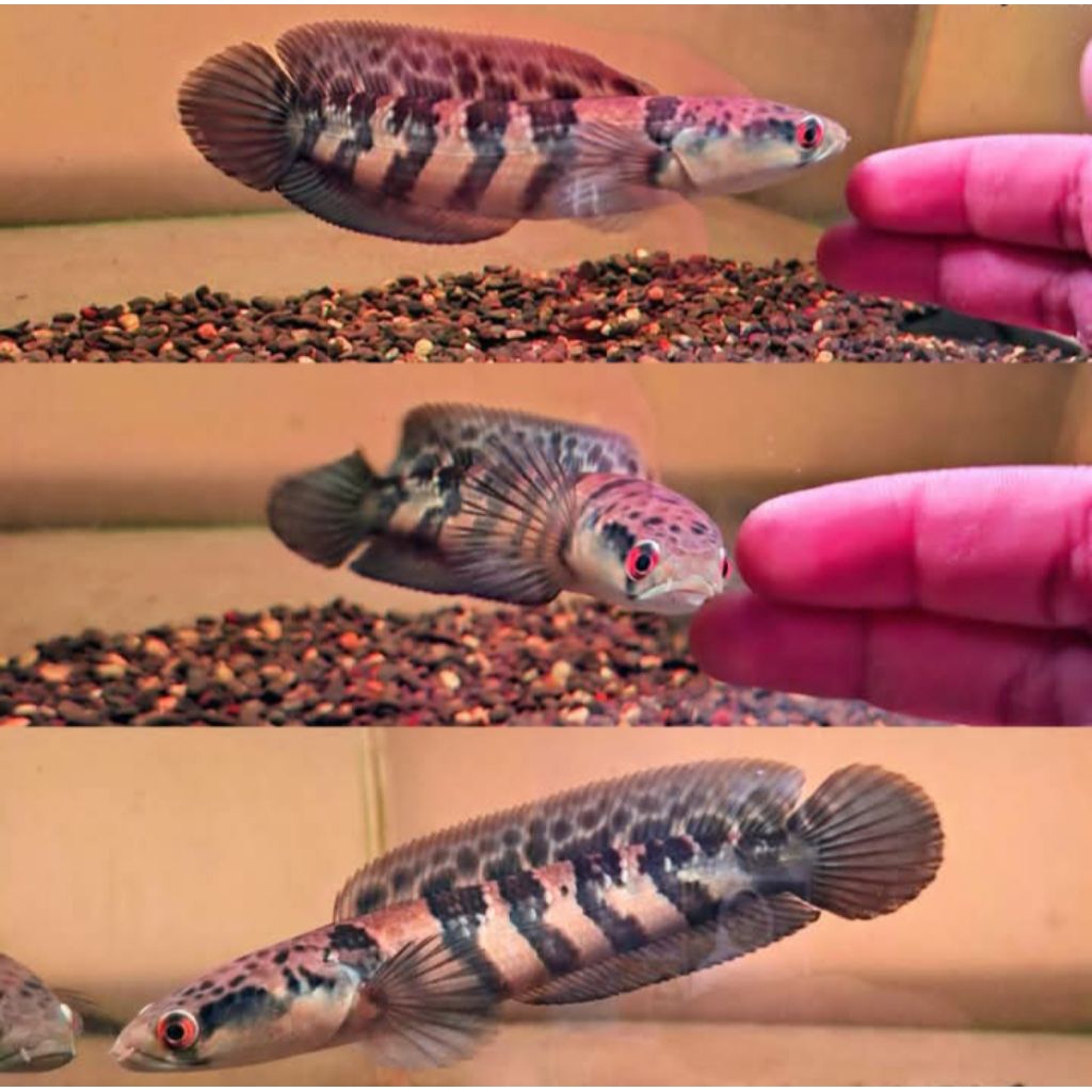 Red Barito kualitas grade A+++