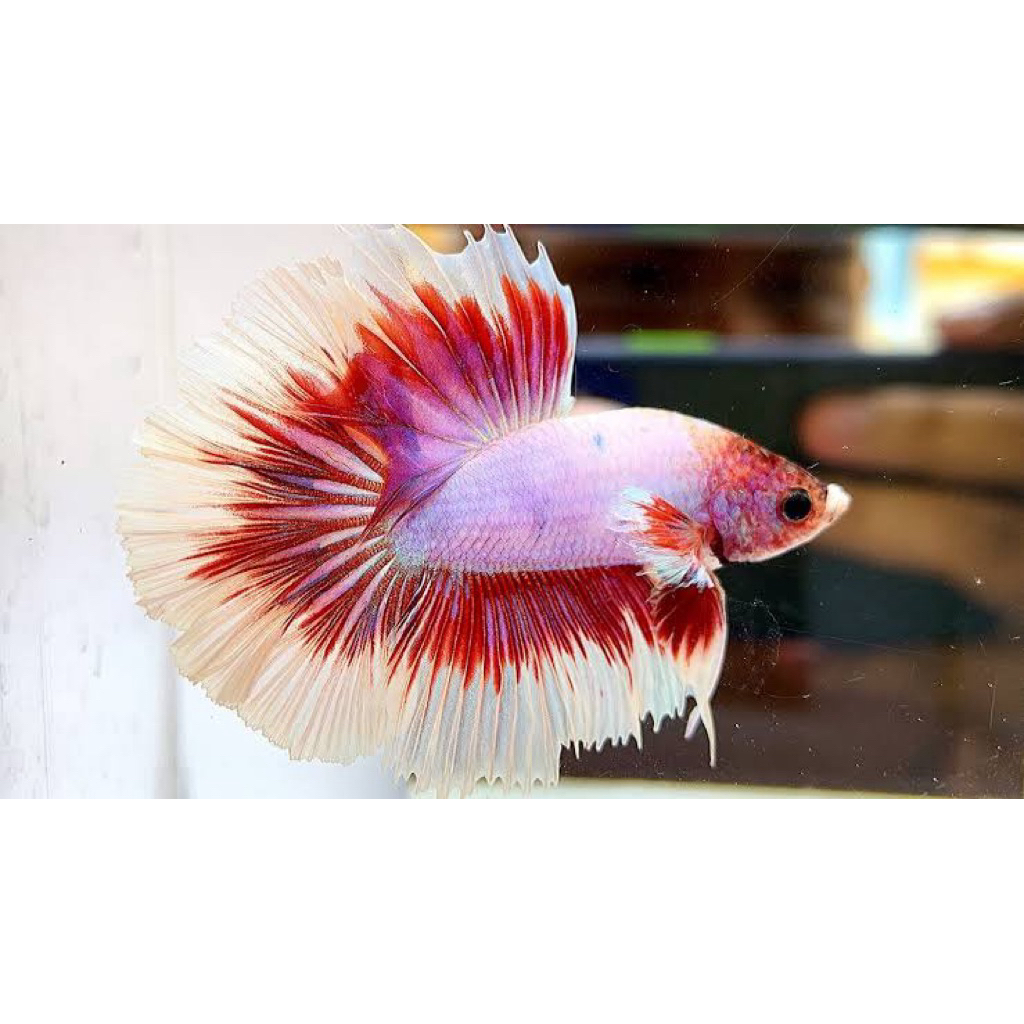 cupang halfmoon lavender size m