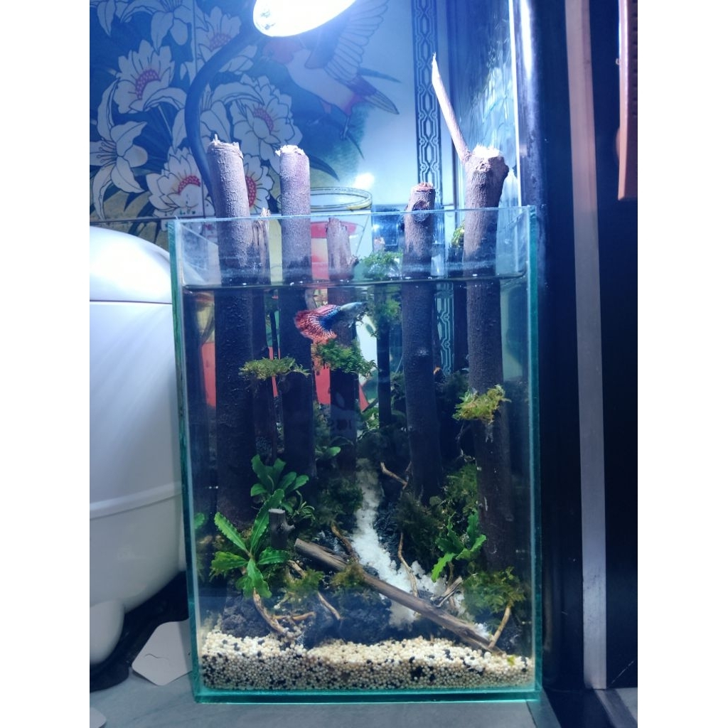 aquascape mini tema jungle tumbuhan hidup fullset filter gantung dan lampu LED