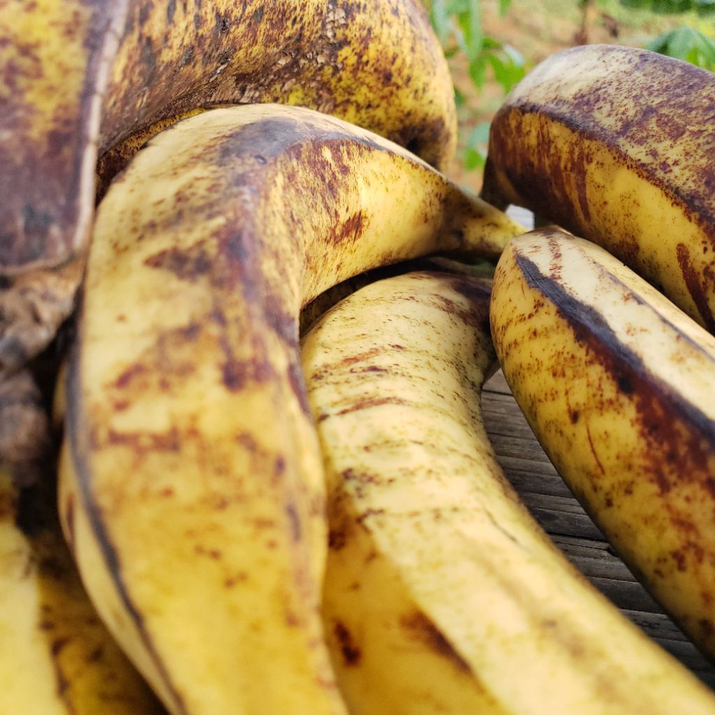Pisang Tanduk Super 1 Sisir