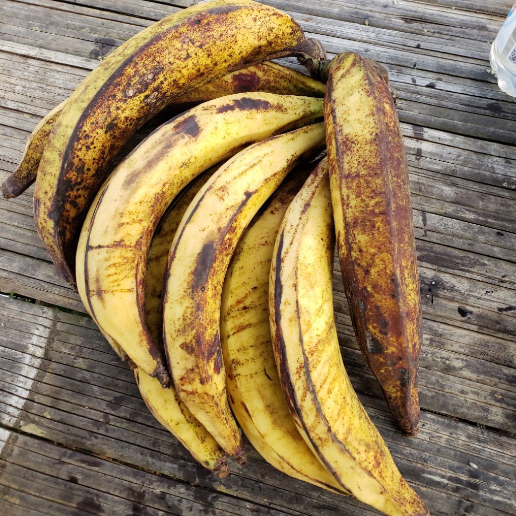 Grosir Pisang Tanduk Berkualitas 1 tandan