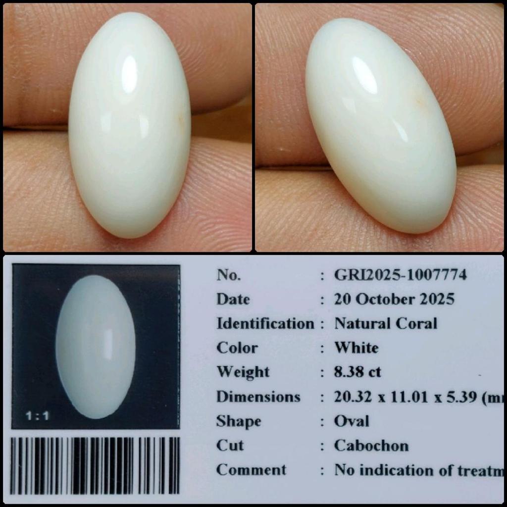 Batu Permata Marjan Putih Natural Coral Rare Item Gems Asli Garansi Kristal Tembus Senter