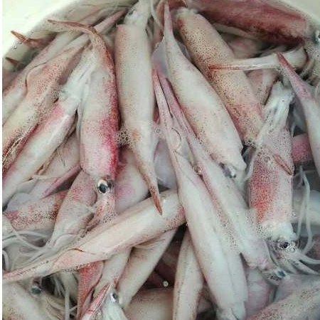 Cumi 1Kg Cumi Basah Cumi Segar Seafood Cumi Cumi Basah Segar Squit