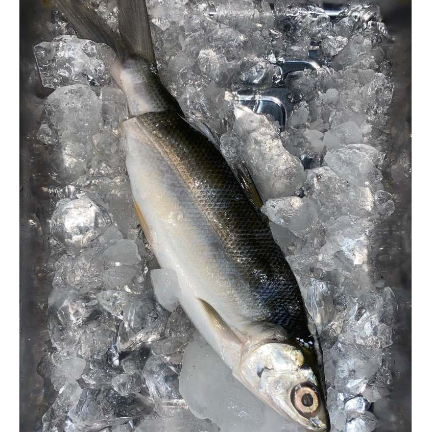 Ikan Bandeng 1Kg Ikan Bandeng Segar Ikan Bandeng Cabut Duri Ikan Bandeng Cabut Tulang Seafood Ikan S