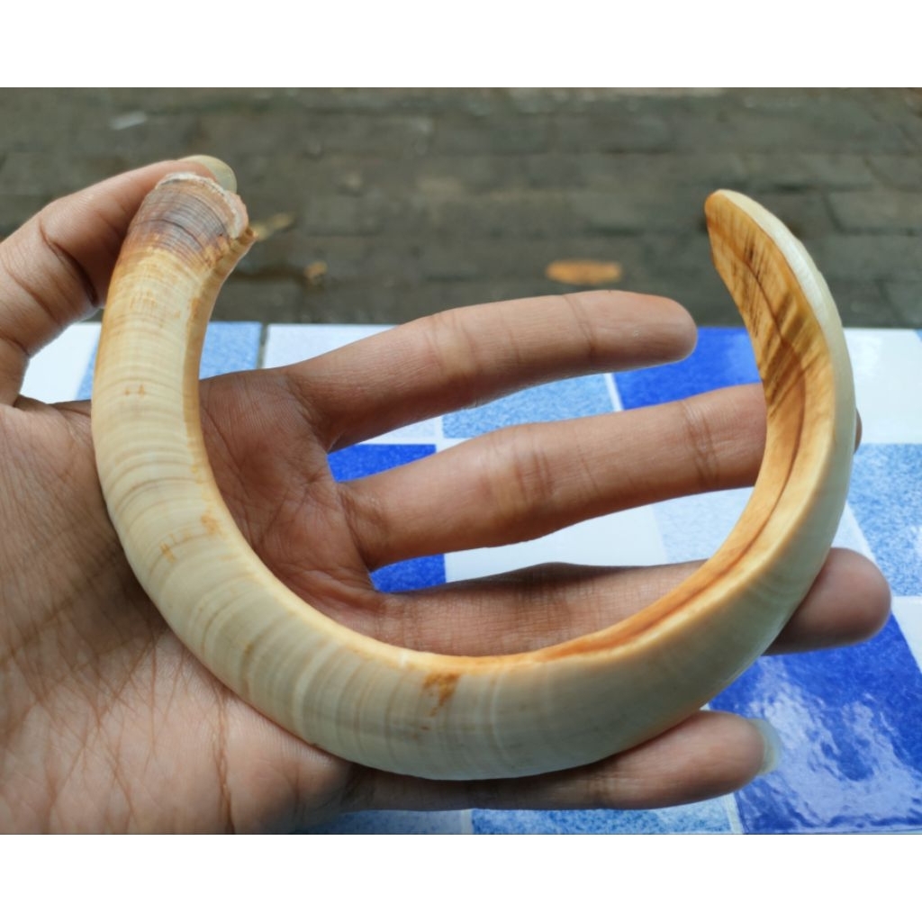 Liontin taring babi asli hampir melingkar