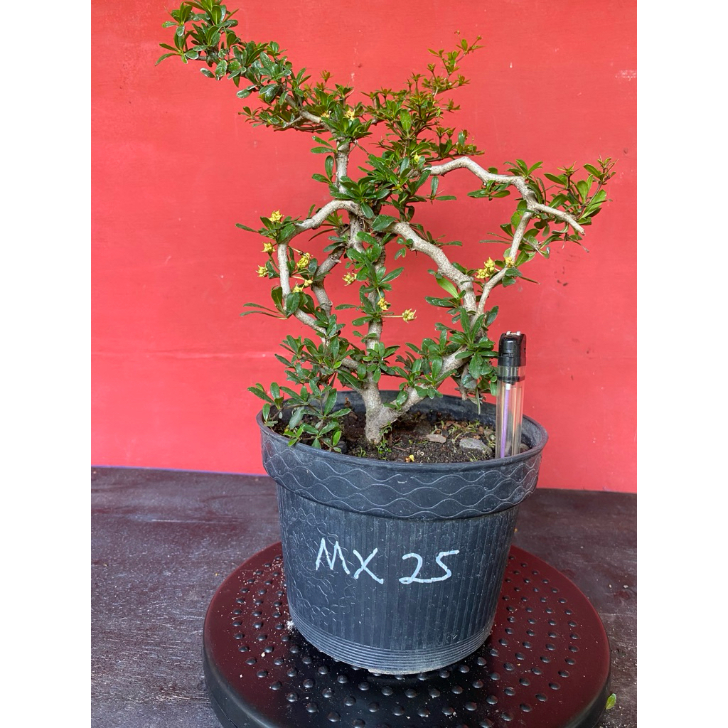 Bahan Bonsai Black Olive