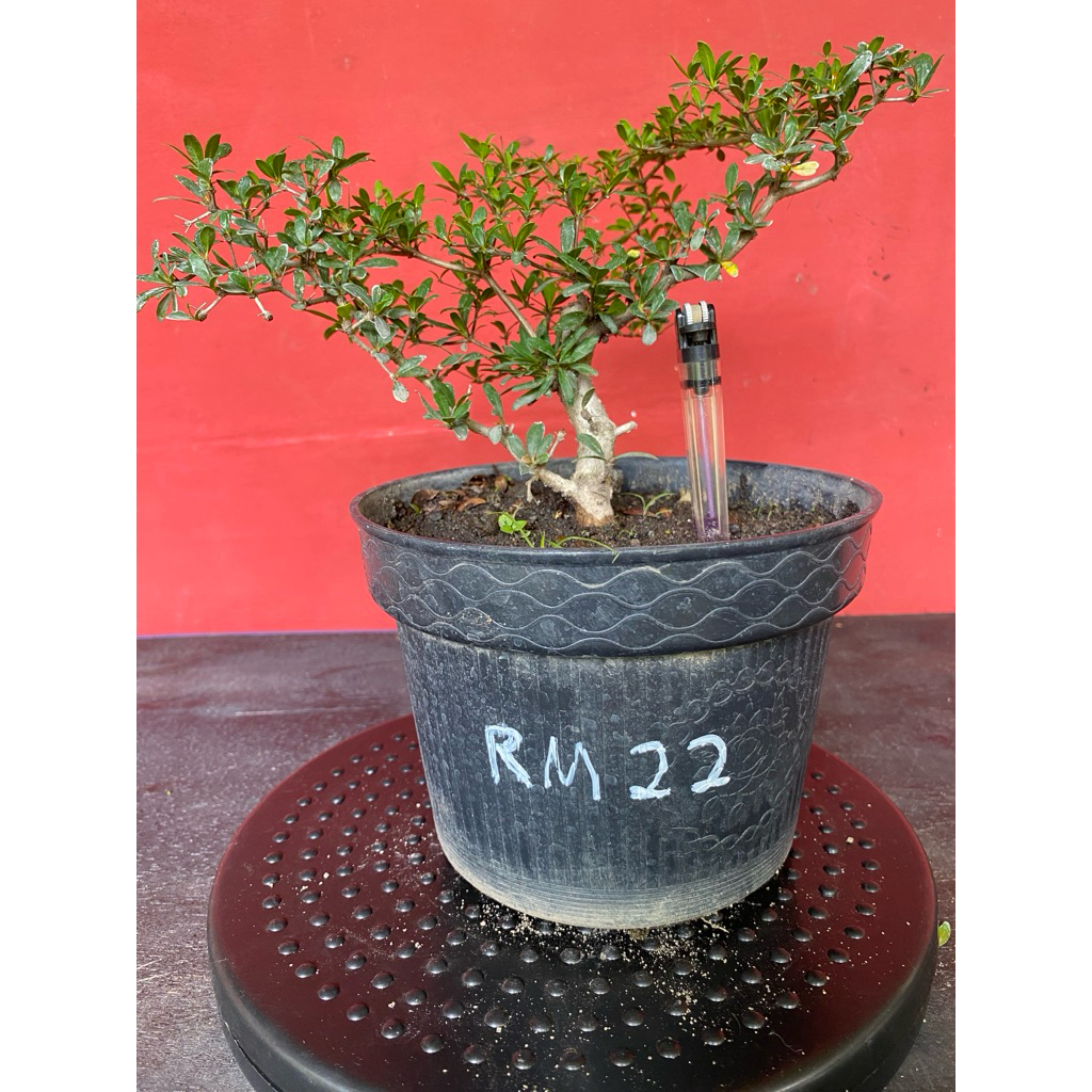 Bahan Bonsai Black Olive RM22
